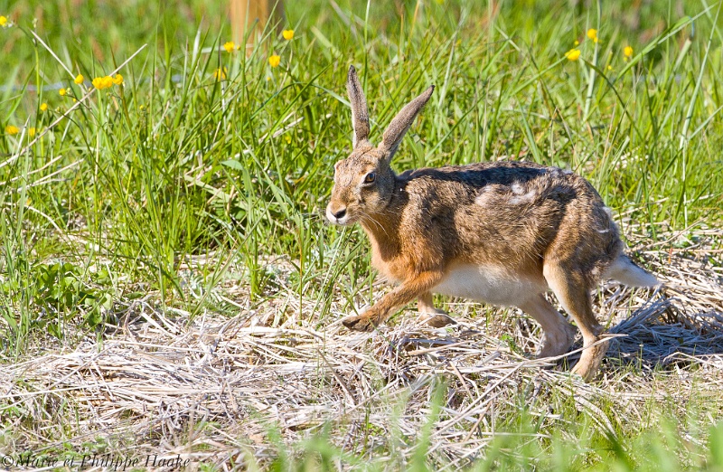 Lievre 9438_wm.jpg - Lièvre femelle, probablement gestante à en voir son ventre rond! (Öland, Suède, juin 2011)